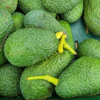 Avocado